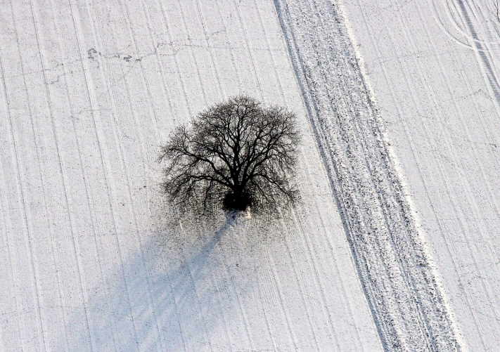 Baum im Schnee